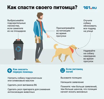 Как сделать укол кошке? | Royal Canin