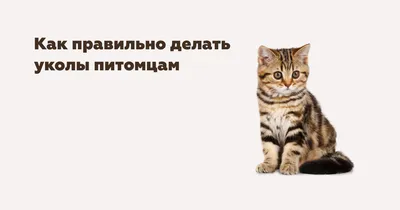 Вакцинация собак - АВВА - ветеринарная клиника в Новокузнецке | Приём  круглосуточно