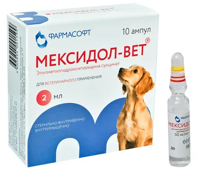 Как сделать укол кошке? | Royal Canin