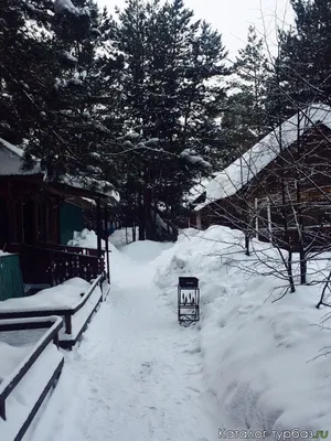 Кудряшовская заимка. Красота леса в Новосибирской области | Instagram