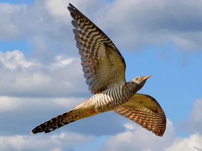 Карликовая кукушка [группа poecilurus] - eBird