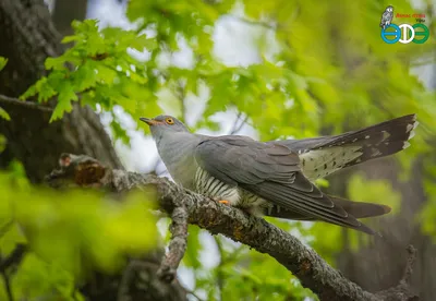 coccyzus americanus (Желтоклювая американская кукушка) | Flickr