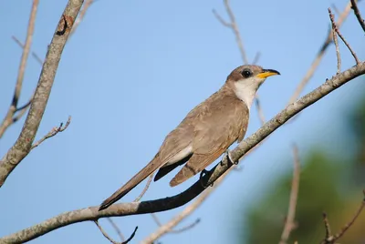 Кукушка - спасительница дубов. | BirdWatch.by