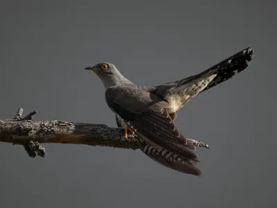 Кукушка - спасительница дубов. | BirdWatch.by