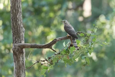 Малая кукушка - eBird