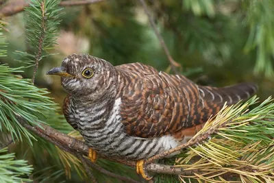 Кукушка (Cuculus canorus)