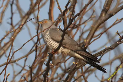 Красивая Птица, Глухая Кукушка (Cuculus Saturatus) Усаживаться На Ветке,  Птицы Таиланда Фотография, картинки, изображения и сток-фотография без  роялти. Image 57178291