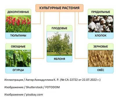 Культурные растения картинки фотографии