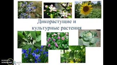 Культурные растения — купить в интернет-магазине по низкой цене на Яндекс  Маркете