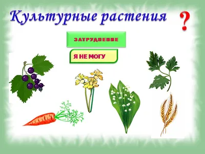 Дикорастущие и культурные растения - YouTube