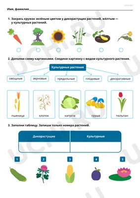 Культурное растение рисунок - 76 фото