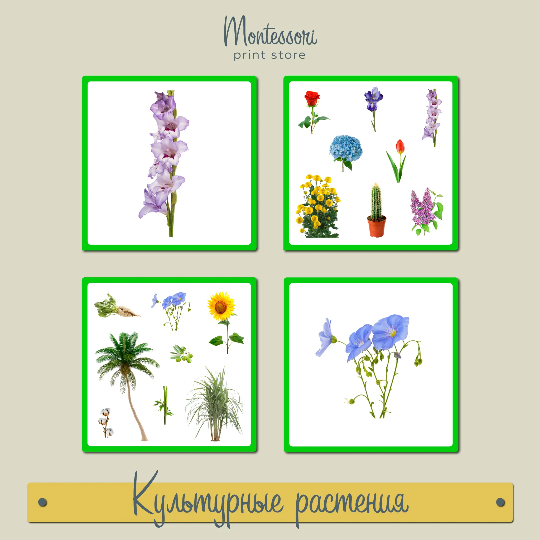Культурные растения - карточки Монтессори купить и скачать Культурные растения - карточки Монтессори купить и скачать