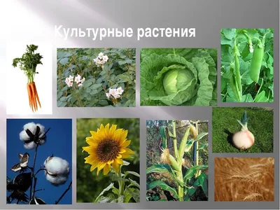 Культурное растение рисунок - 69 фото