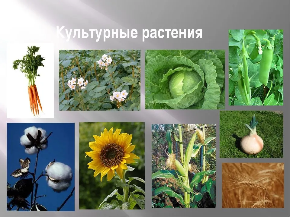 Культурное растение рисунок - 69 фото Культурное растение рисунок - 69 фото