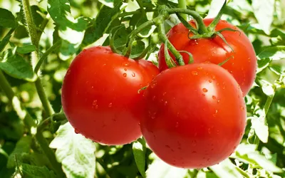 Культурные растения Беларуси