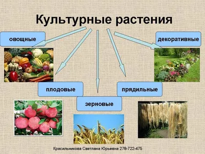 Окружающий мир. Дикорастущие и культурные растения. | Удоба - бесплатный  конструктор образовательных ресурсов