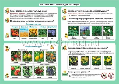 Срочно!!!Составить таблицу Культурные растения и их значение.Привести 10  примеров.Решите!!! - Школьные Знания.com