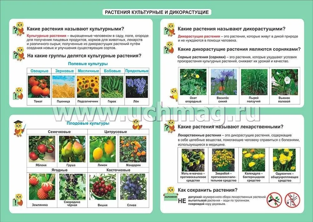 Срочно!!!Составить таблицу Культурные растения и их значение.Привести 10 примеров.Решите!!! - Школьные Знания.com Срочно!!!Составить таблицу Культурные растения и их значение.Привести 10 примеров.Решите!!! - Школьные Знания.com