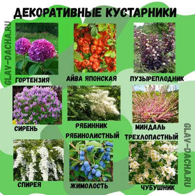 АБВГДейка: Дикорастущие и культурные растения. Повторяем и закрепляем