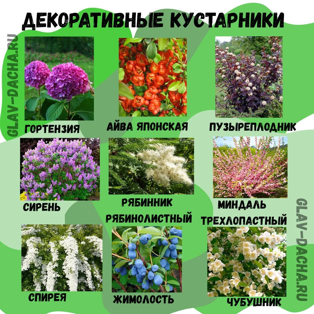 АБВГДейка: Дикорастущие и культурные растения. Повторяем и закрепляем АБВГДейка: Дикорастущие и культурные растения. Повторяем и закрепляем
