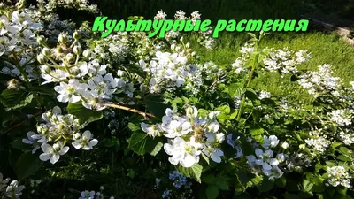 ProGarden Group - Не культурные растения. В ботанике не... | Facebook