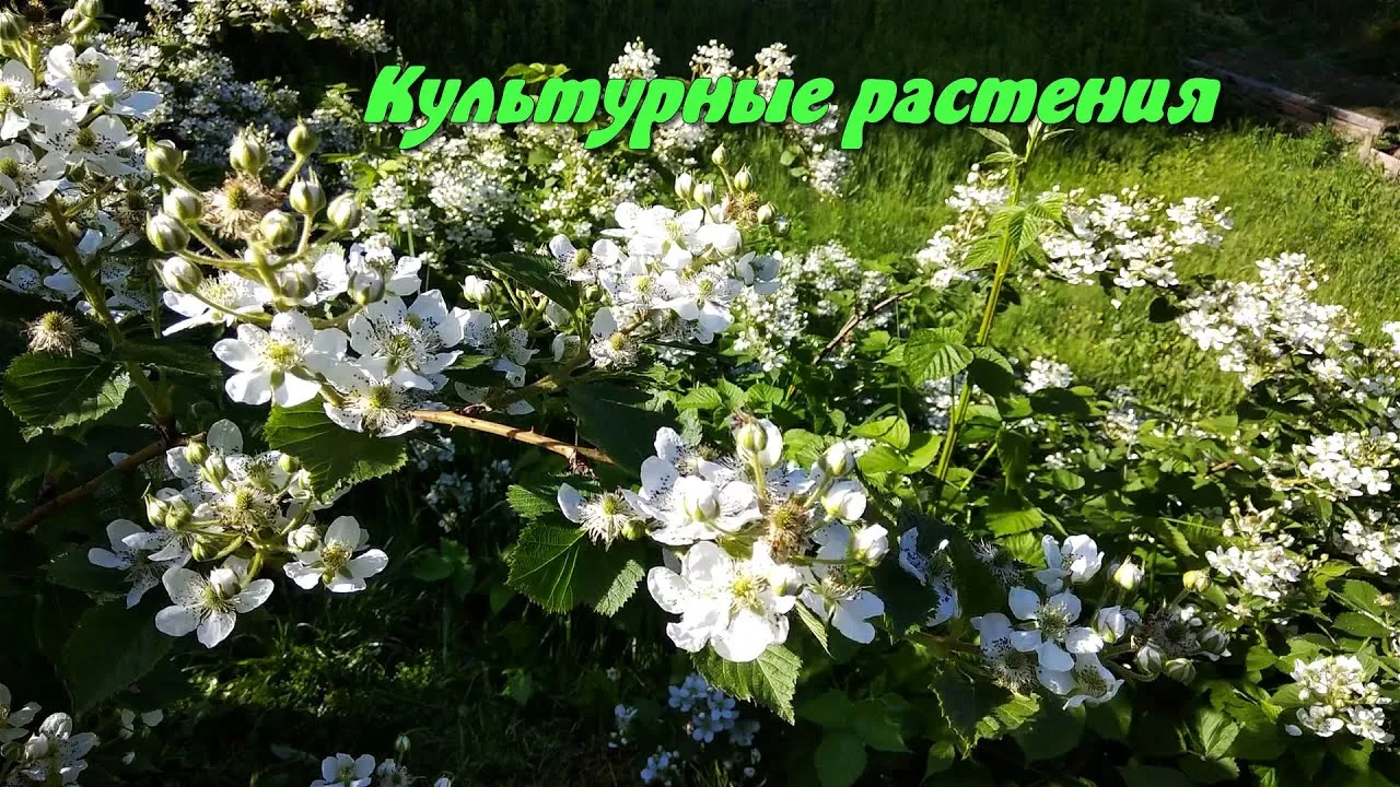 ProGarden Group - Не культурные растения. В ботанике не... | Facebook ProGarden Group - Не культурные растения. В ботанике не... | Facebook