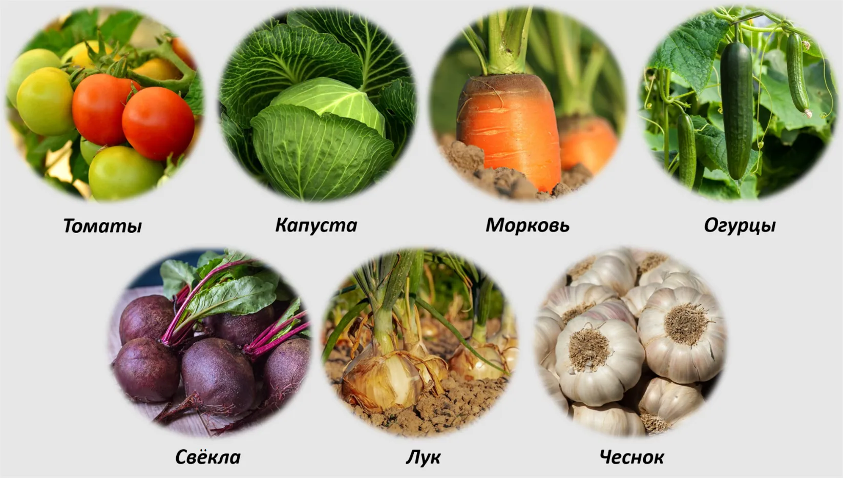 Культурные растения - YouTube Культурные растения - YouTube