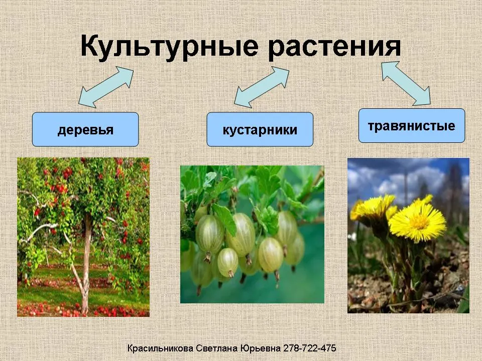 Рабочий лист «Дикорастущие и культурные растения» Рабочий лист «Дикорастущие и культурные растения»