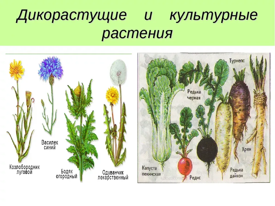 Дикорастущие растения культурные, чем полезны? | В огороде Бабы Томы | Дзен Дикорастущие растения культурные, чем полезны? | В огороде Бабы Томы | Дзен