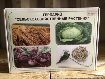 Школьный мир / ОБЩЕЕ ОБРАЗОВАНИЕ / Начальная школа / Окружающий мир /  Натуральные объекты / Гербарий \"Культурные растения\"