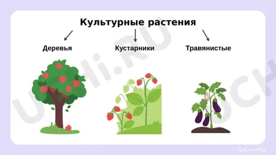 Купить Карта \"Важнейшие культурные растения и их родина\", масштаб 1:25 000  000, размер 950*1440 мм: в Алмате, Астане • Цена на Офис Эксперт - oe.kz