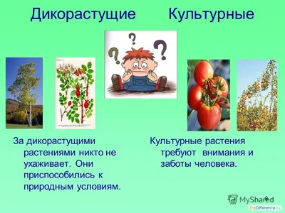 Культурные растения: особенности, примеры с фото