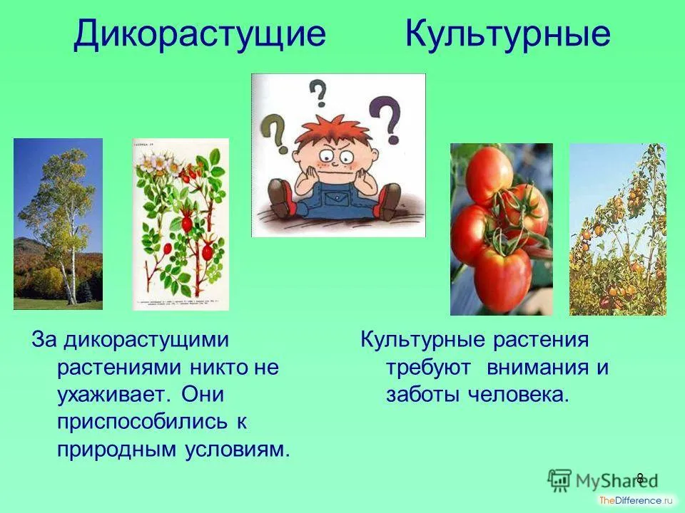 Культурные растения: особенности, примеры с фото Культурные растения: особенности, примеры с фото