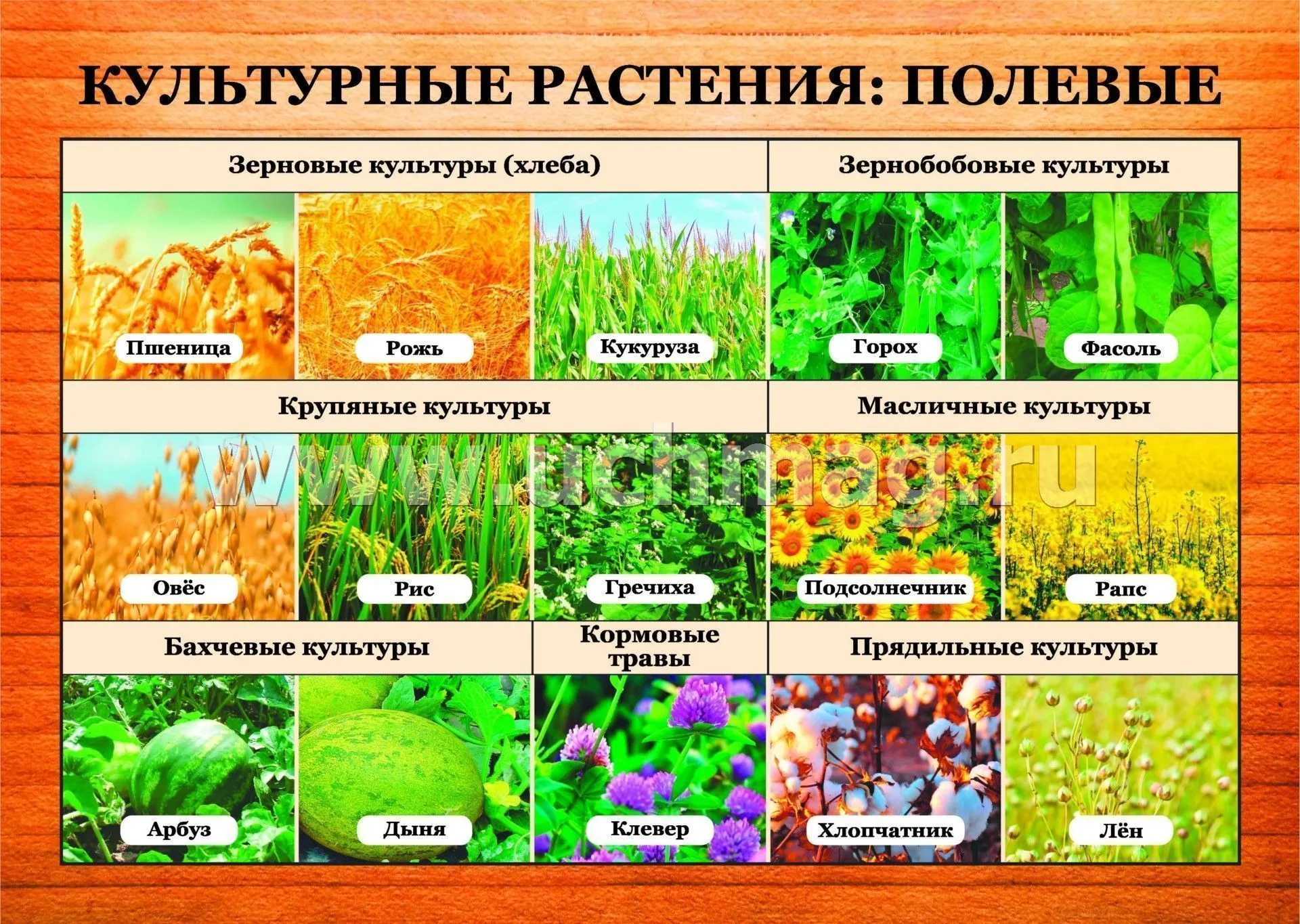 Культурные растения: полевые: 16 демонстрационных дидактических красочных карт с оборотом – купить по цене: 171 руб. в интернет-магазине УчМаг Культурные растения: полевые: 16 демонстрационных дидактических красочных карт с оборотом – купить по цене: 171 руб. в интернет-магазине УчМаг