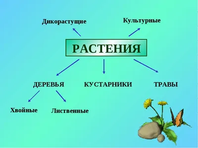 Чем отличаются культурные растения от диких