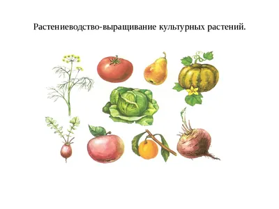 Культурные растения картинки - 64 фото