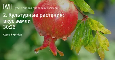 дикорастущие и культурные растения. | Учебно-методический материал по  окружающему миру (3 класс) на тему: | Образовательная социальная сеть