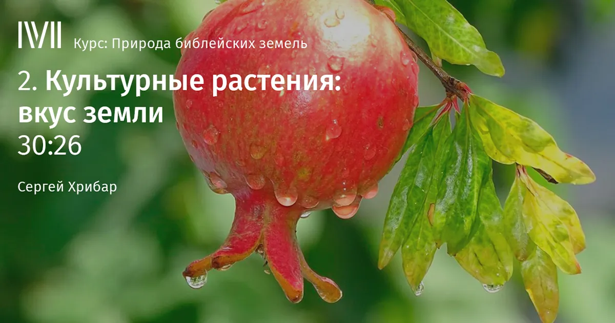 дикорастущие и культурные растения. | Учебно-методический материал по окружающему миру (3 класс) на тему: | Образовательная социальная сеть дикорастущие и культурные растения. | Учебно-методический материал по окружающему миру (3 класс) на тему: | Образовательная социальная сеть