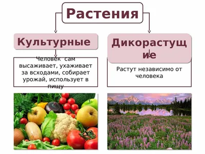 Презентация по окружающему миру УМК Планета знаний 3 класс на  тему:,,Дикорастущие и культурные растения\"