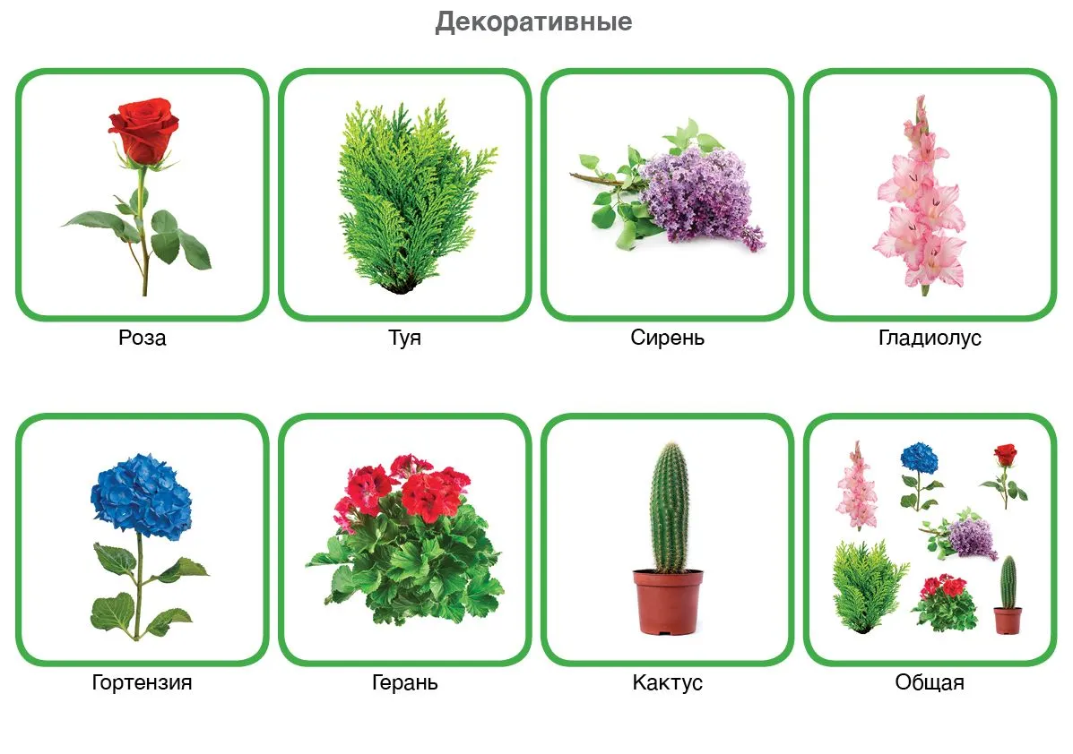 Материалы :: Язык :: расширение словаря (2,5 - 6 лет) :: Культурные растения Материалы :: Язык :: расширение словаря (2,5 - 6 лет) :: Культурные растения