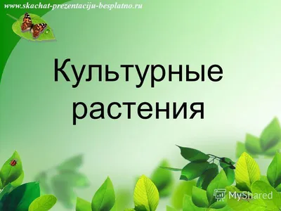 Стикеры «Домашние растения» | Набор наклеек для оформления ежедневника, лд,  блокнота