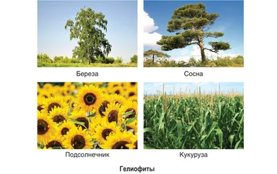 Дикорастущие и культурные растения — Гипермаркет знаний