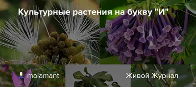 Презентация на тему: \"Культурные растения Скачать бесплатно и без  регистрации.