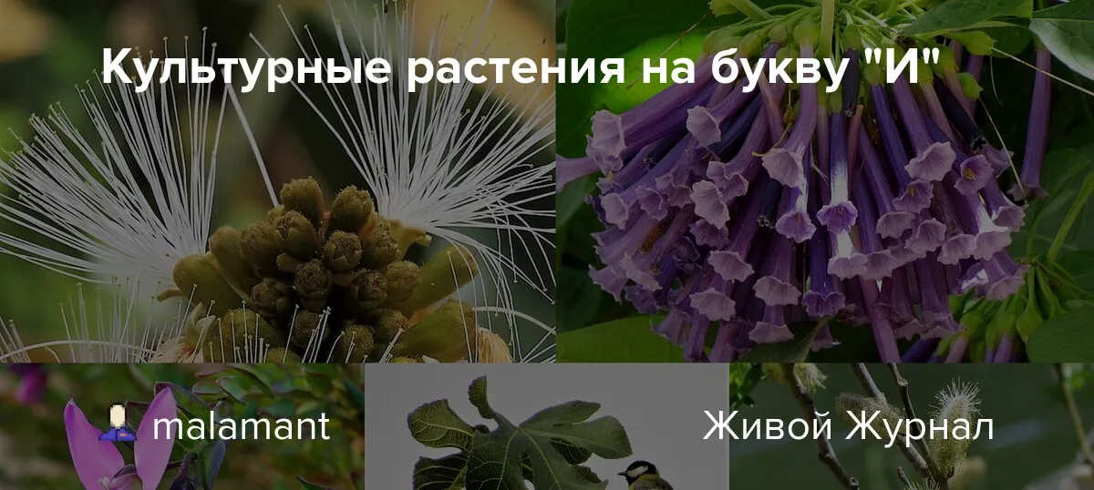 Презентация на тему: \"Культурные растения Скачать бесплатно и без регистрации. Презентация на тему: \"Культурные растения Скачать бесплатно и без регистрации.