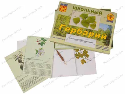 4 класс Познание Мира 22 тема – Атамұра