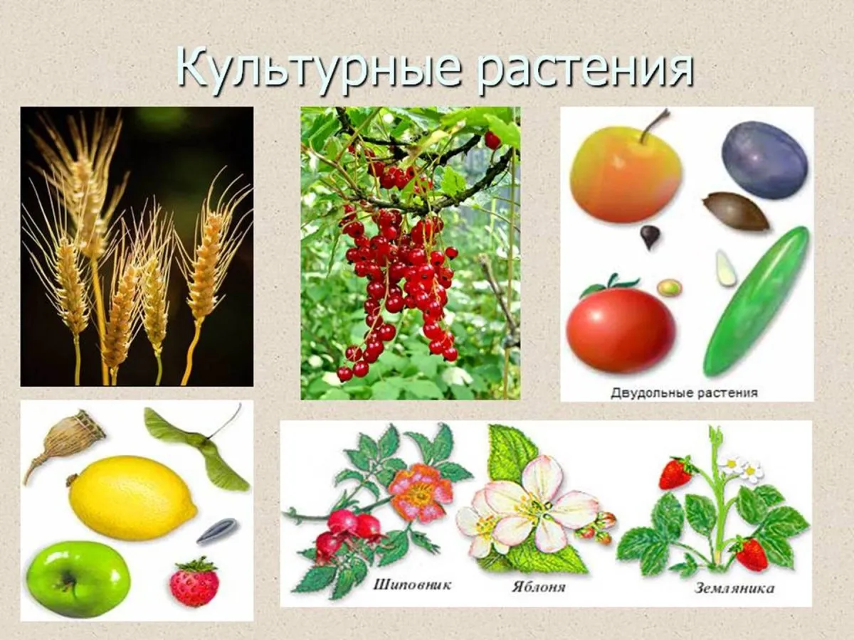 Культурные растения картинки - 64 фото Культурные растения картинки - 64 фото