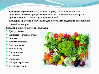 Овощные растения — Википедия