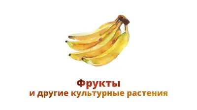Культурные растения | это... Что такое Культурные растения?