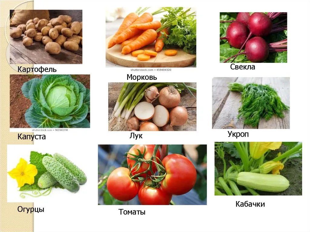 Культурные растения на букву \"И\" Культурные растения на букву \"И\"
