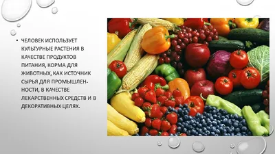 Книга \"Культурные растения в мировом земледелии. Прядильные культуры,  хмель, табак, махорка\" - Ториков, Мельникова, Резунова | Купить в США –  Книжка US
